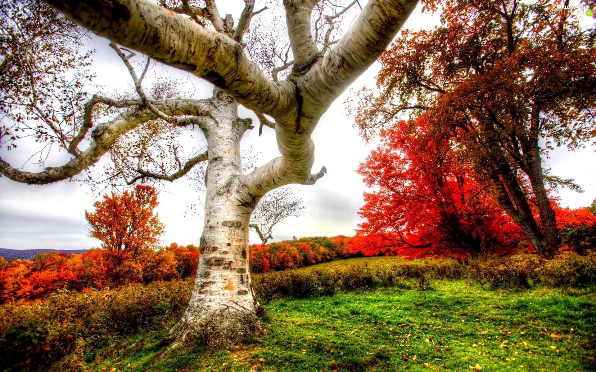 White, birch-tree, trees, viewes, Autumn