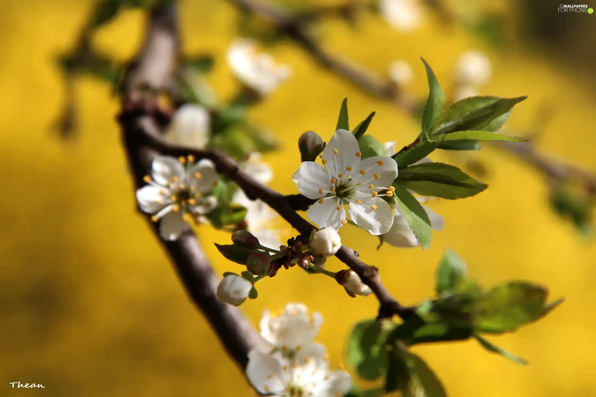 trees, Flowers, White, fruit