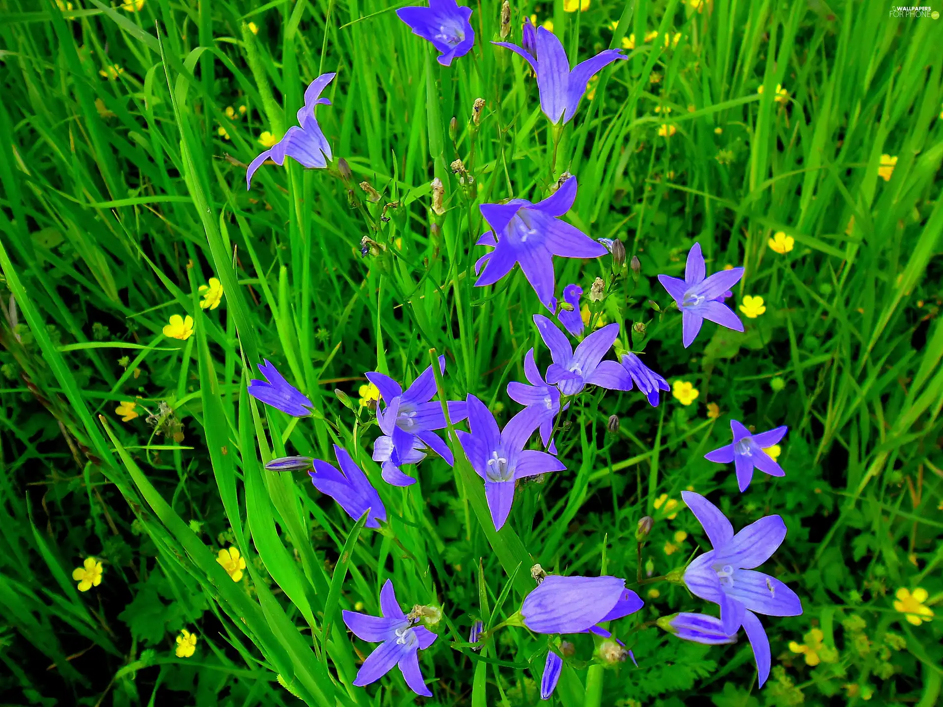 Wildflowers, Flowers, bells