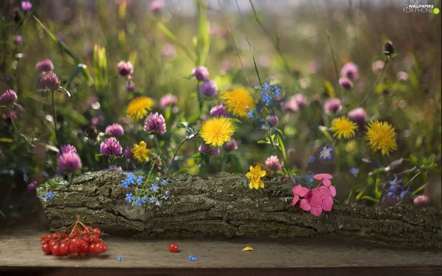 Wildflowers, Flowers, trees, viewes, trunk