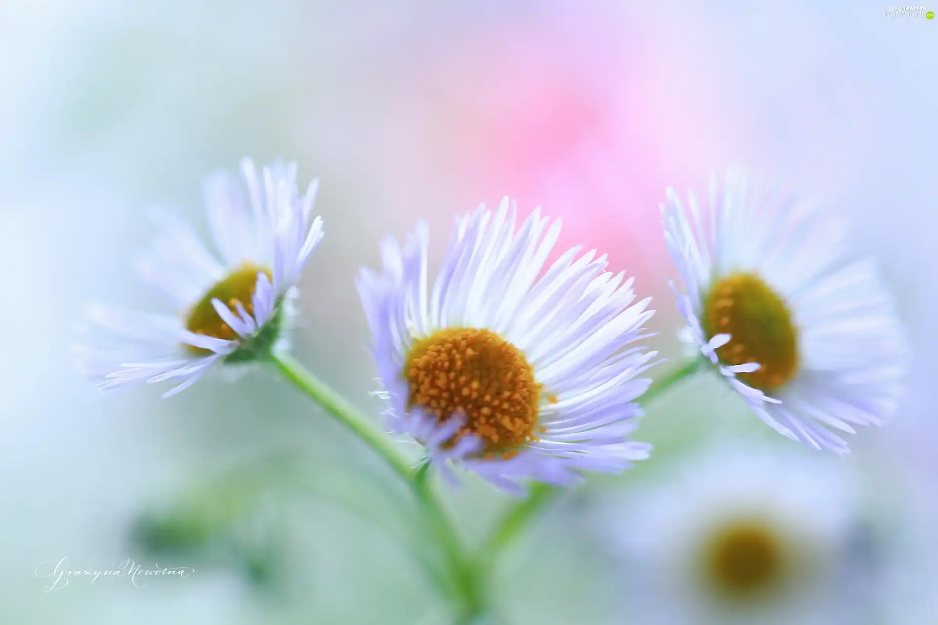 Erigeron White, White, Flowers