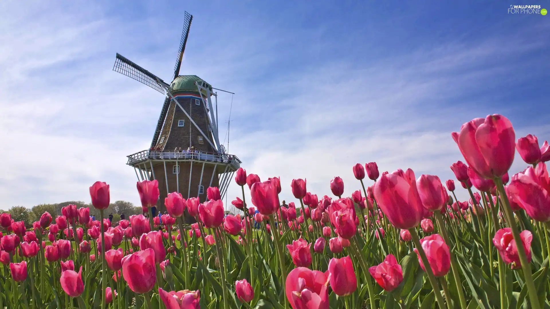 Tulips, Windmill