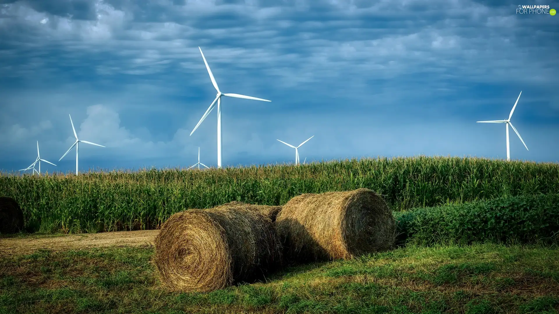 Field, Hay, Bele, Windmills