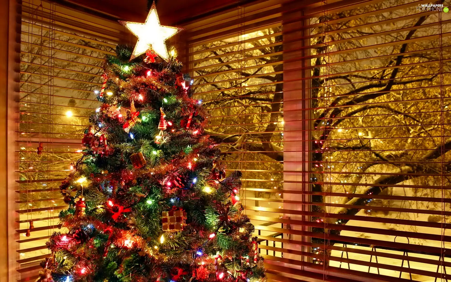 Window, winter, christmas tree, christmas, Coloured