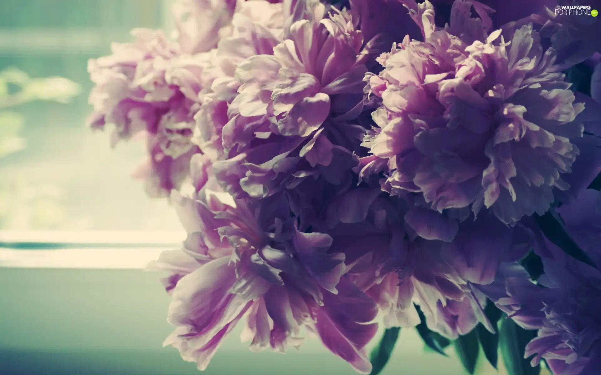 Window, bouquet, Peony