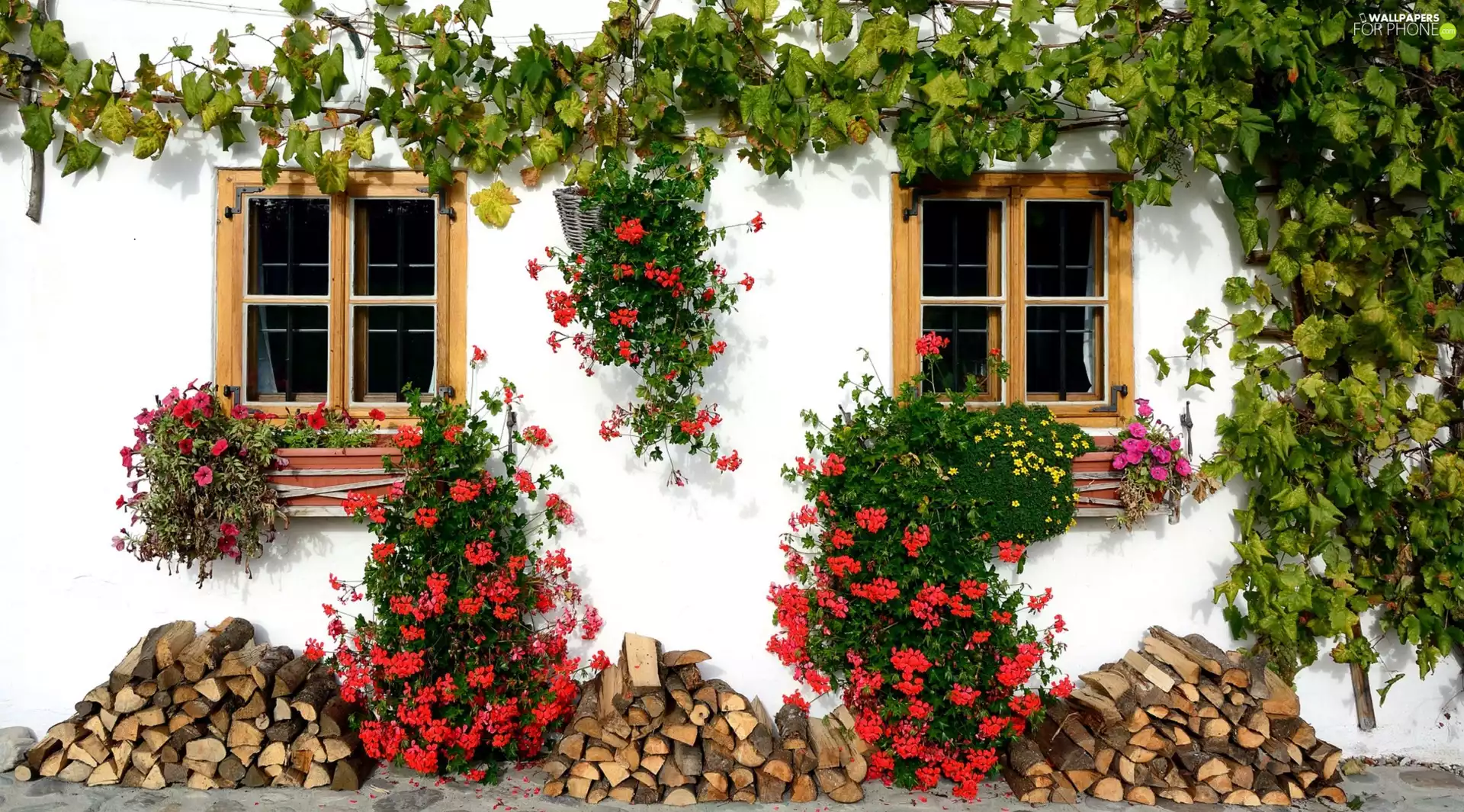 Flowers, house, ivy, Windows, White, geraniums, Wood