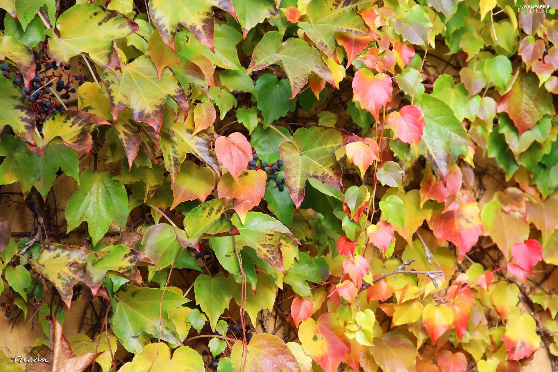 Wine, autumn, Leaf, wild, color