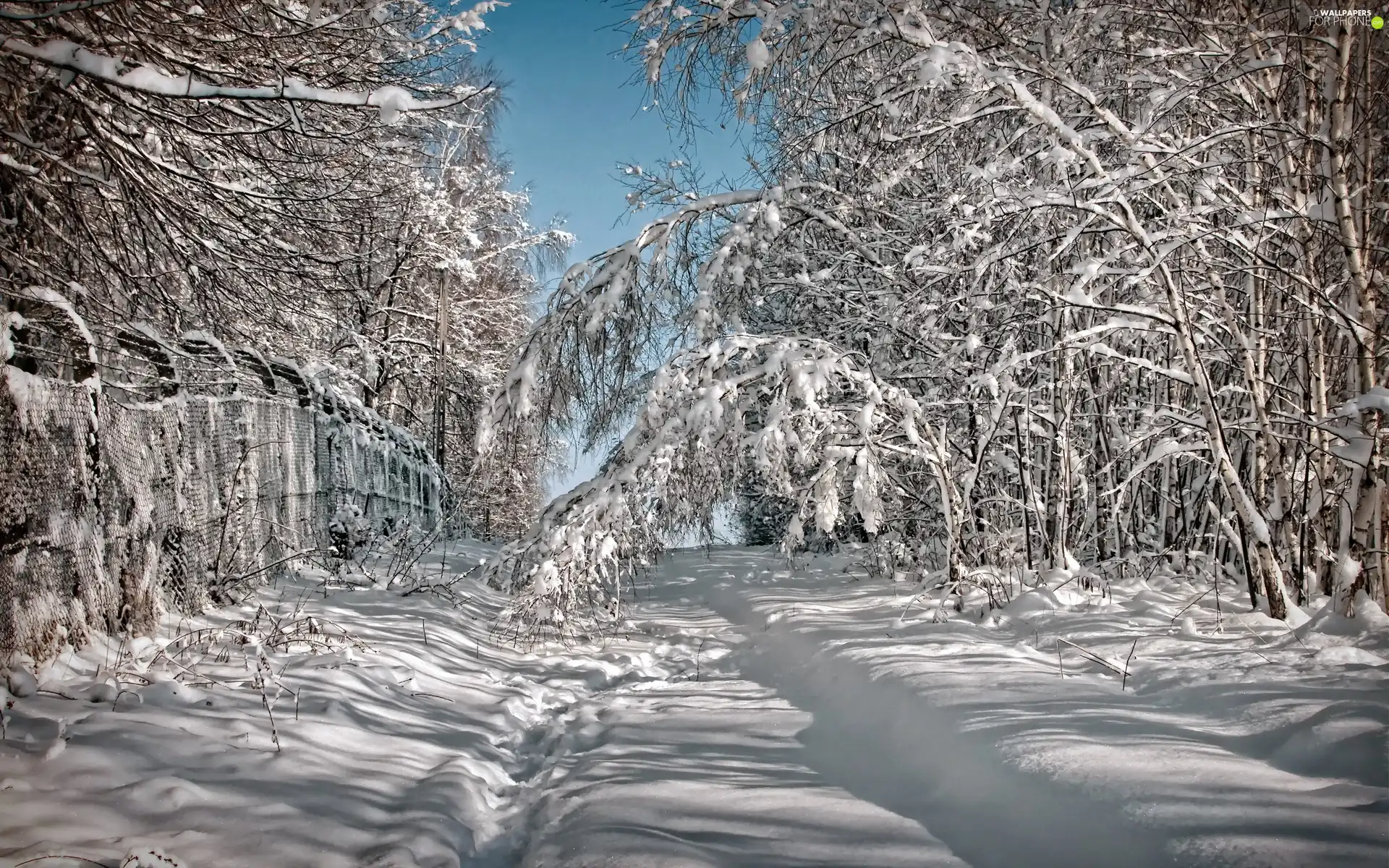 winter, forest, Fance