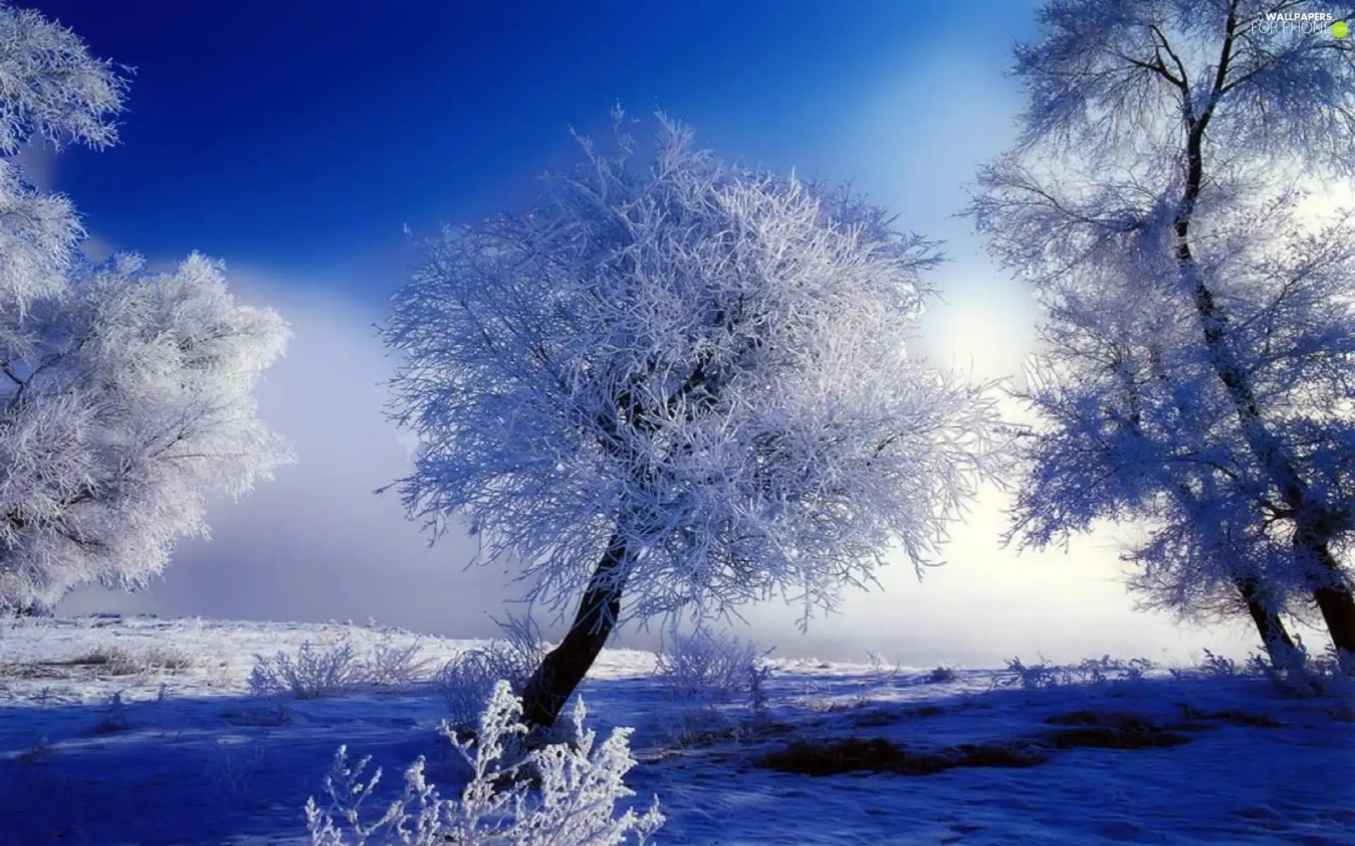 field, viewes, winter, trees