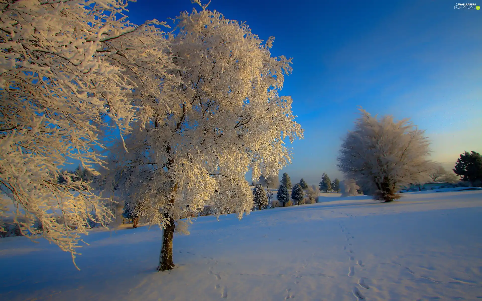 field, viewes, winter, trees