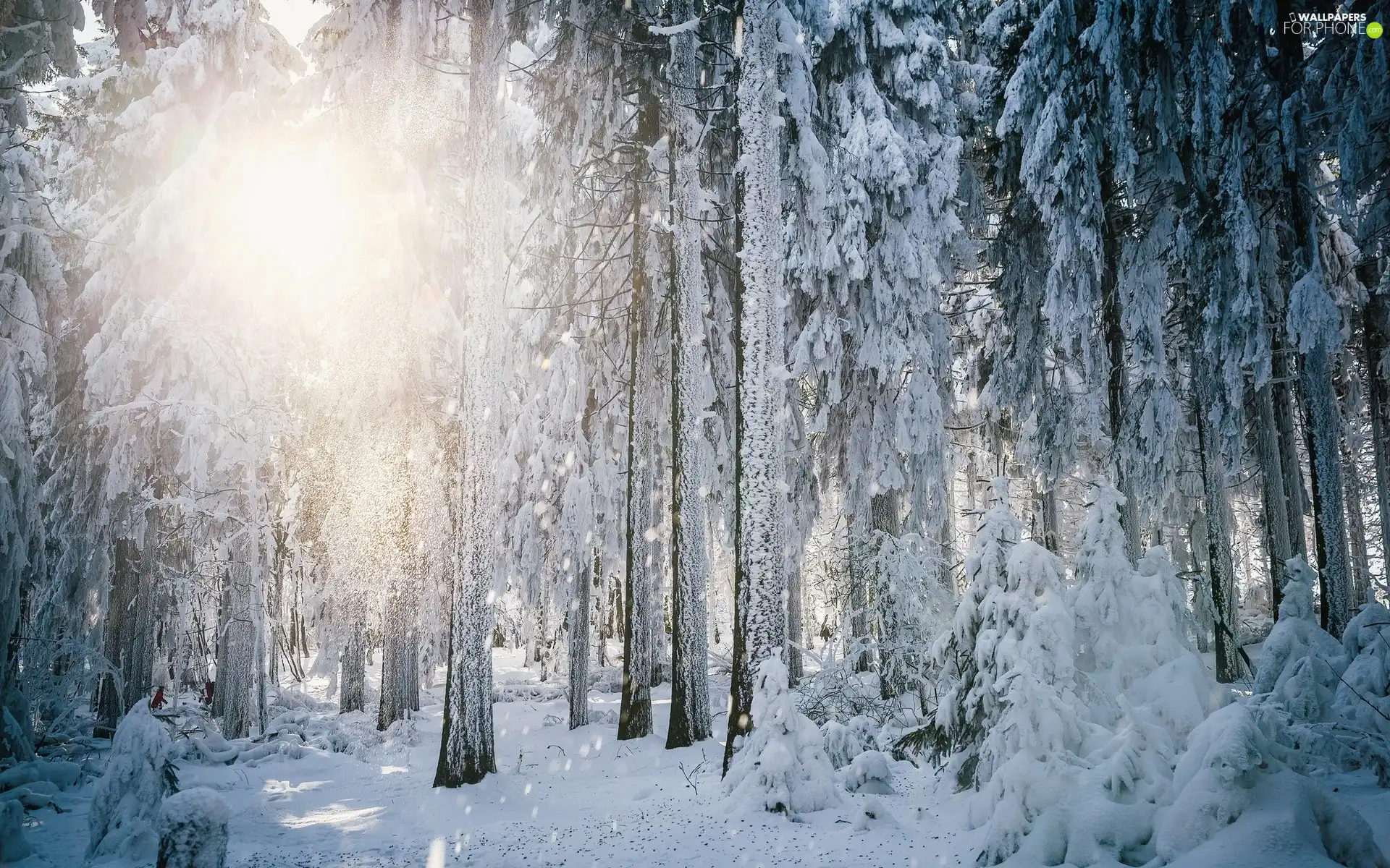 forest, sun, winter, rays