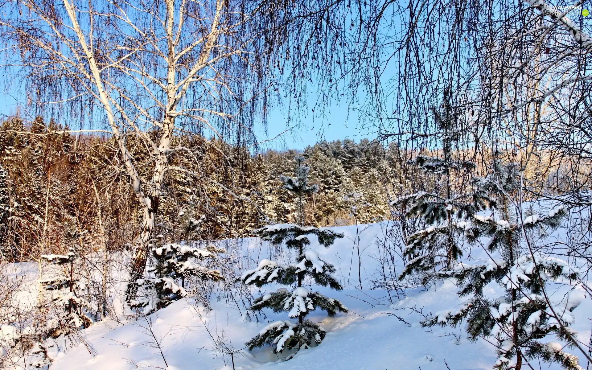 forest, viewes, winter, trees