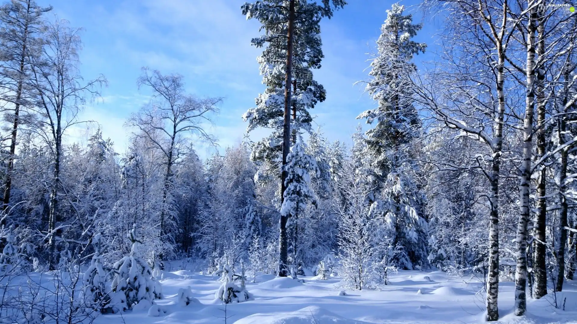 forest, viewes, winter, trees