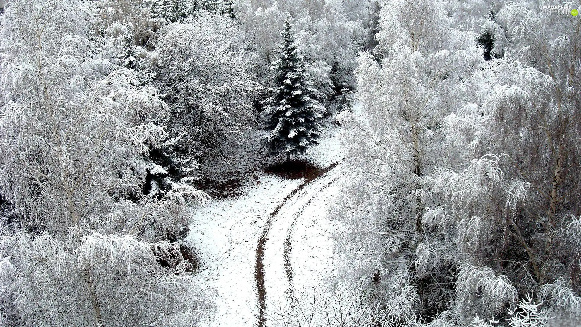 winter, Way, forest