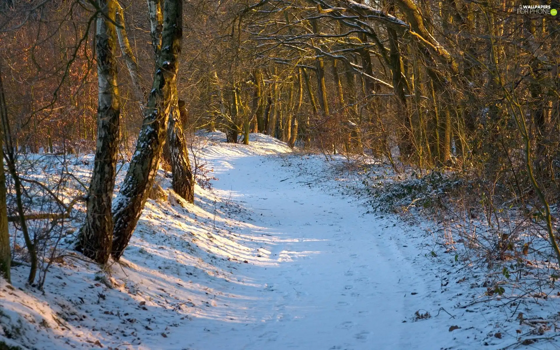 winter, Way, forest