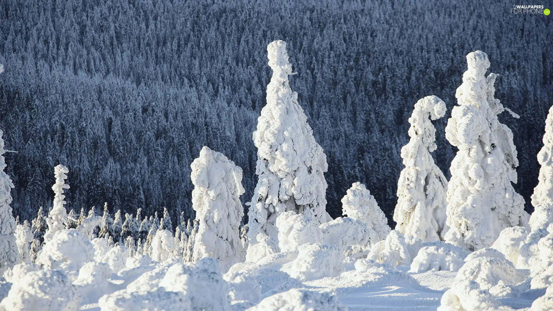 forest, winter