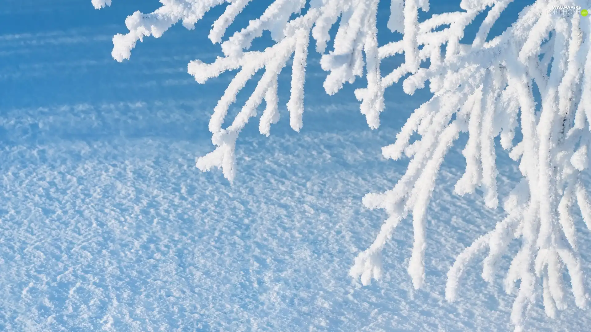 frosty, snow, winter, trees