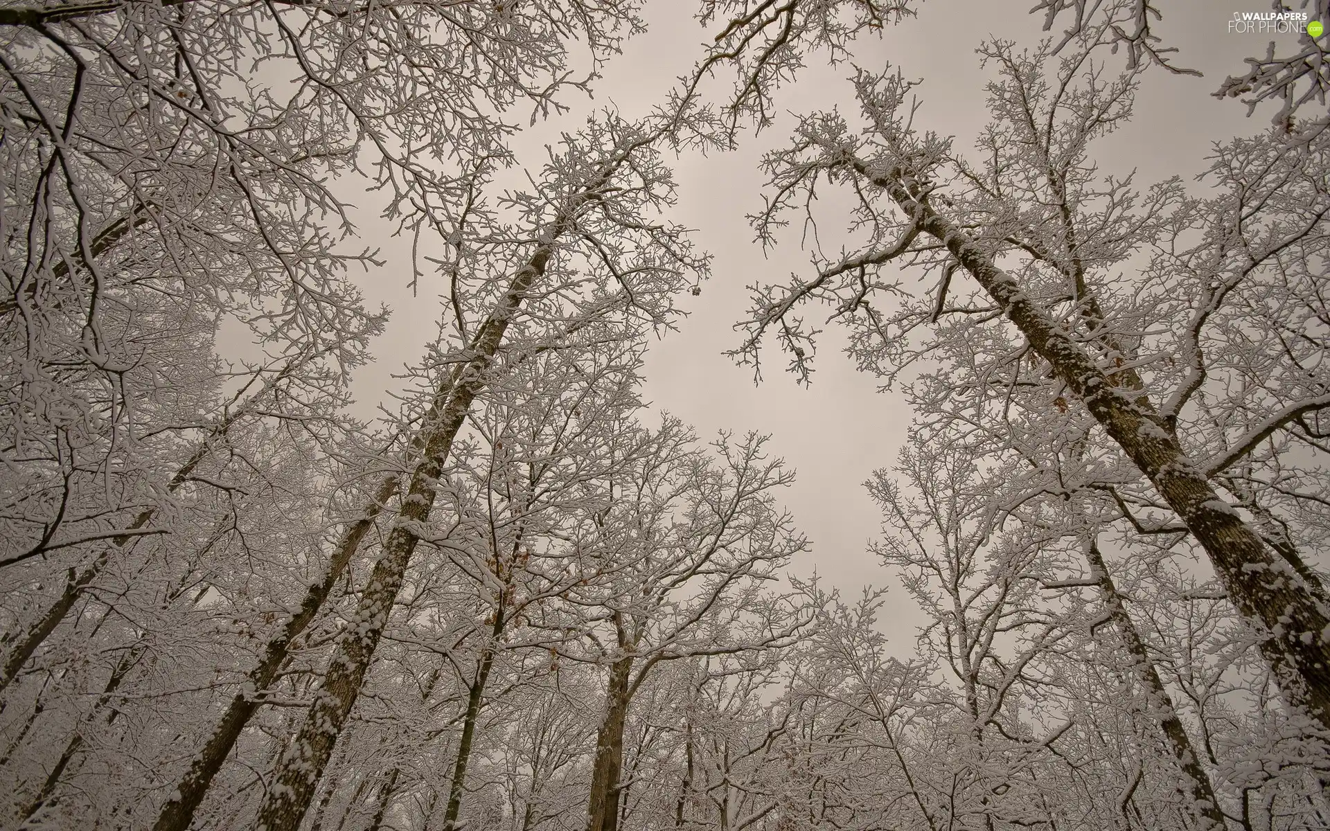 frosty, viewes, winter, trees