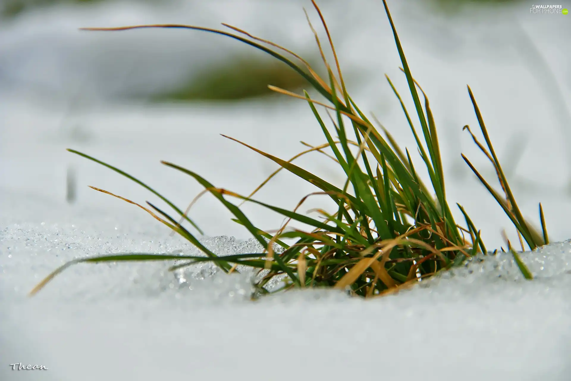 winter, snow, grass