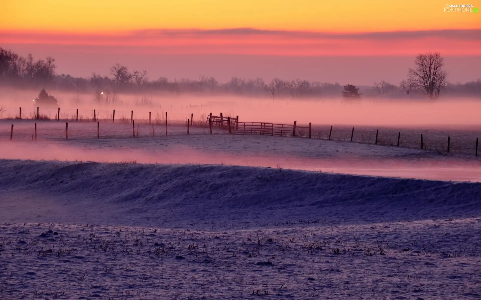 viewes, field, winter, morning, Fog, trees