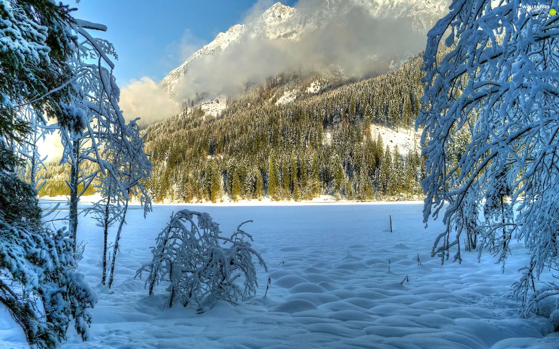 Mountains, forest, winter, Fog