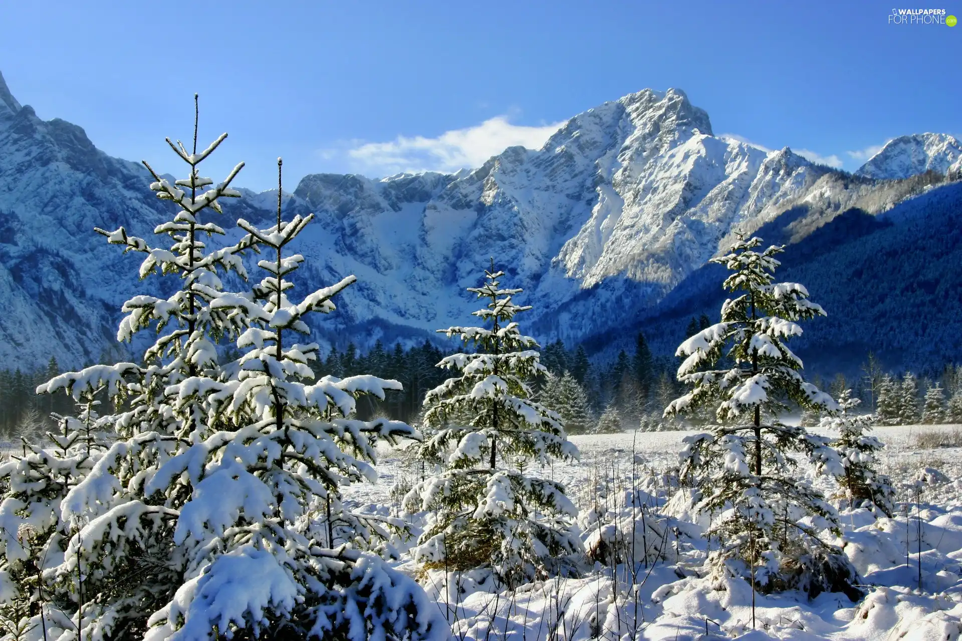 Mountains, Spruces, winter, forest