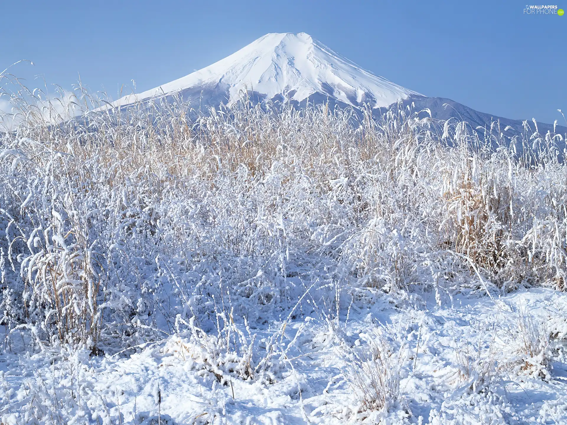 winter, snow, Plants