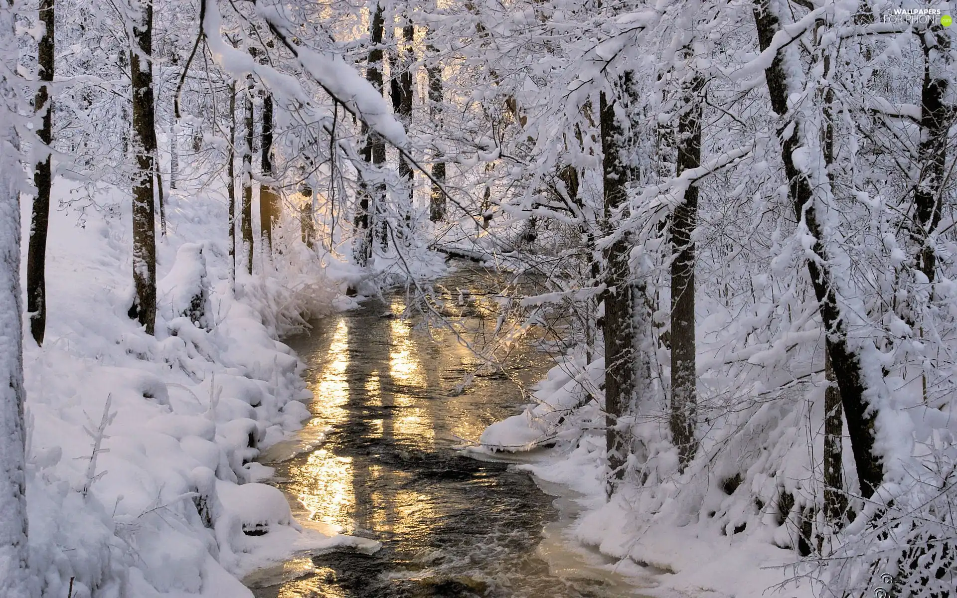 winter, forest, River