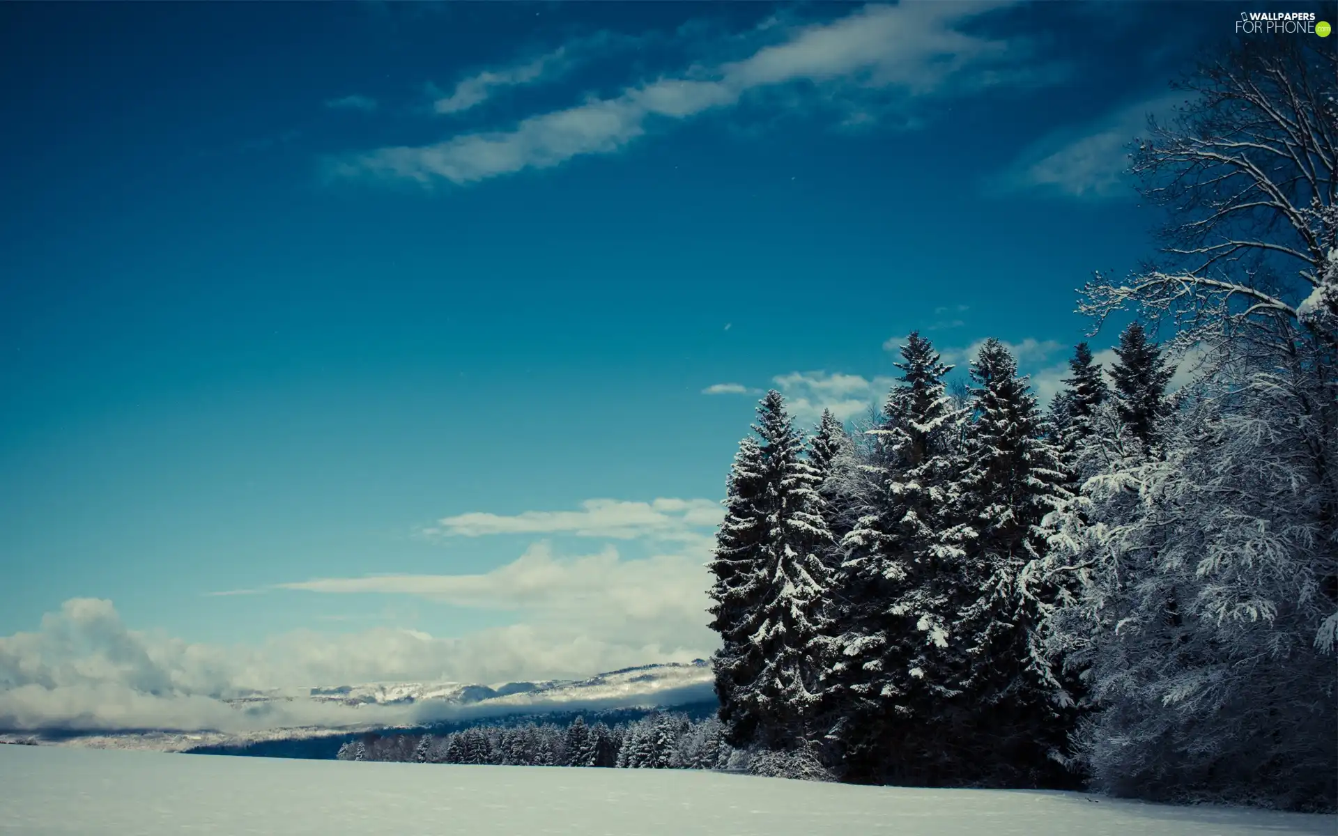 winter, forest, Sky