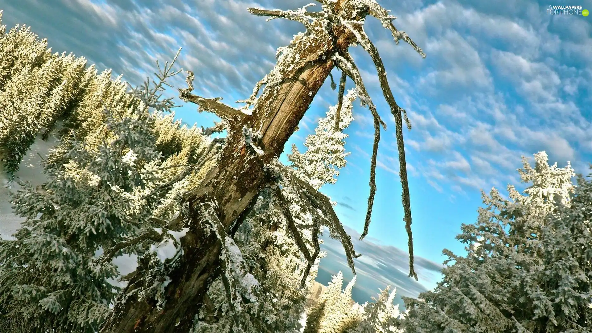 Sky, viewes, winter, trees