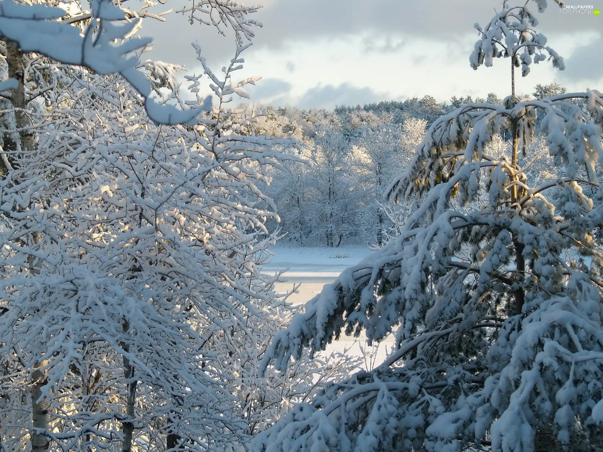 winter, forest, snow
