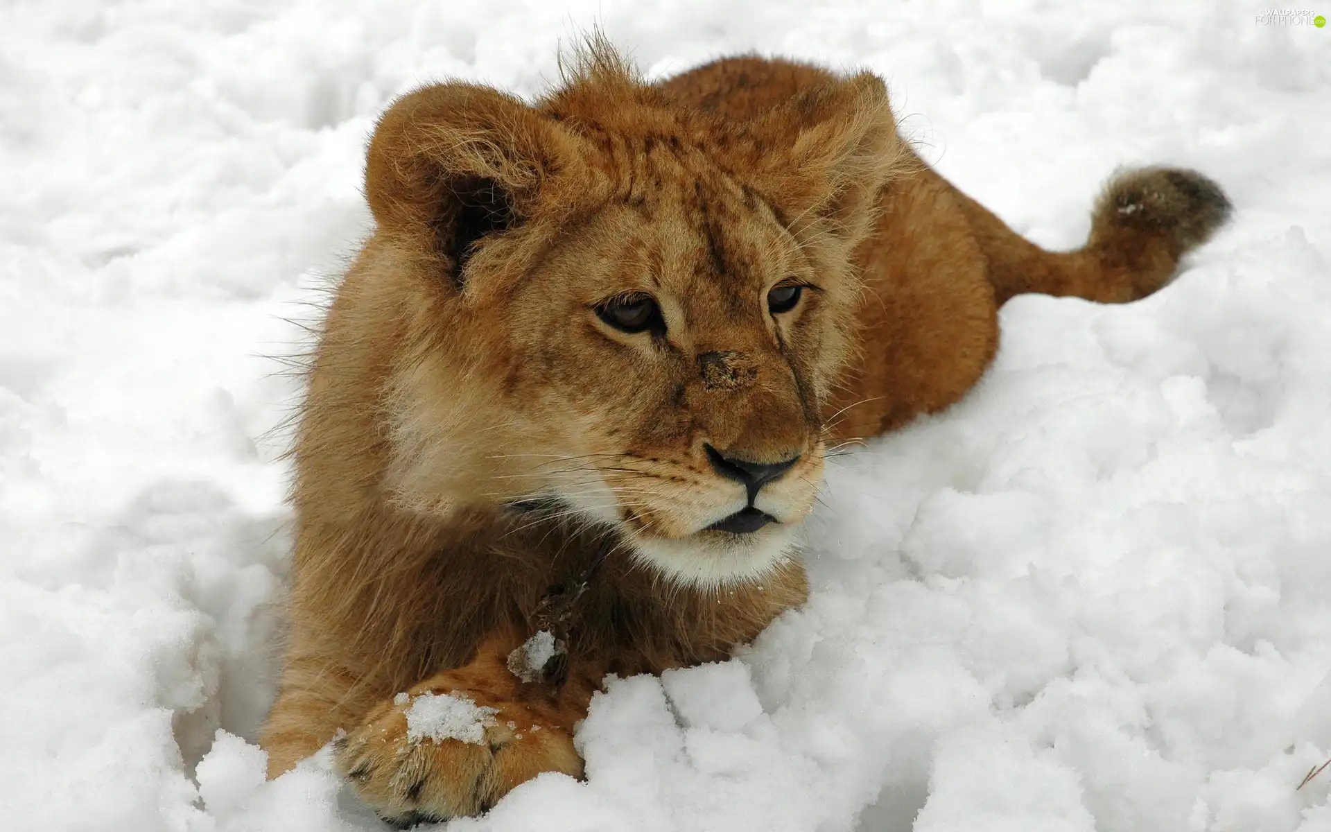 winter, Lion, snow