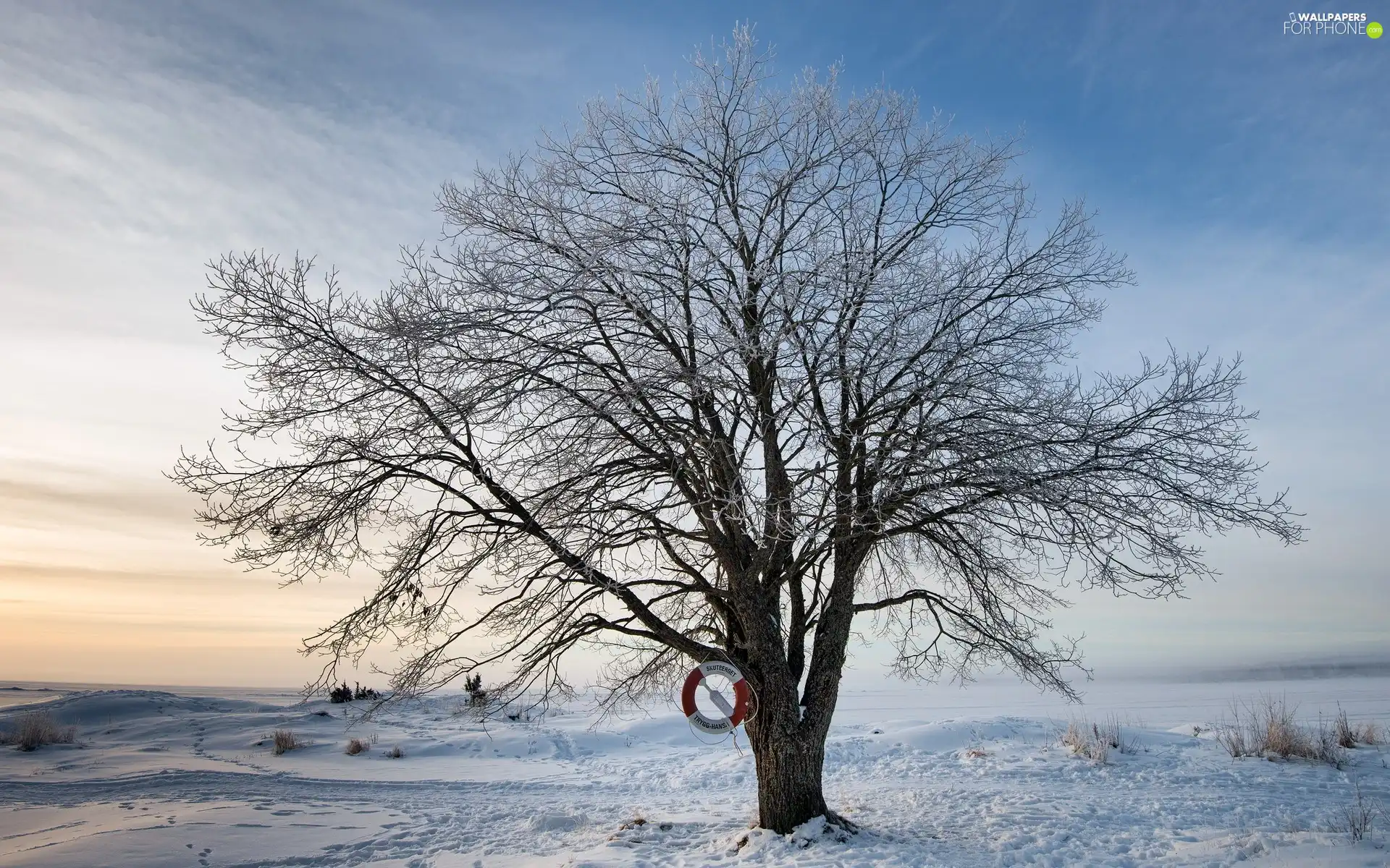 winter, trees, snow