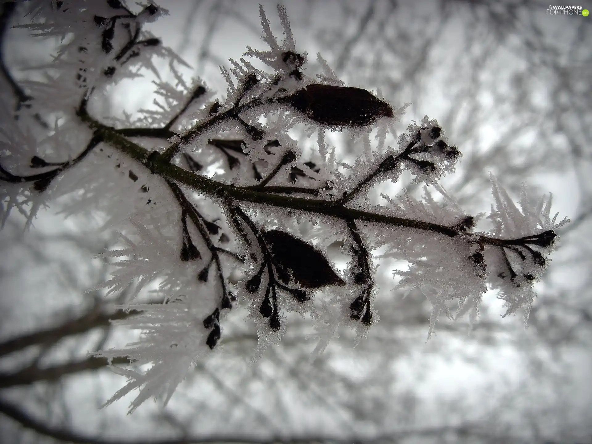 trees, branch, winter, A snow-covered