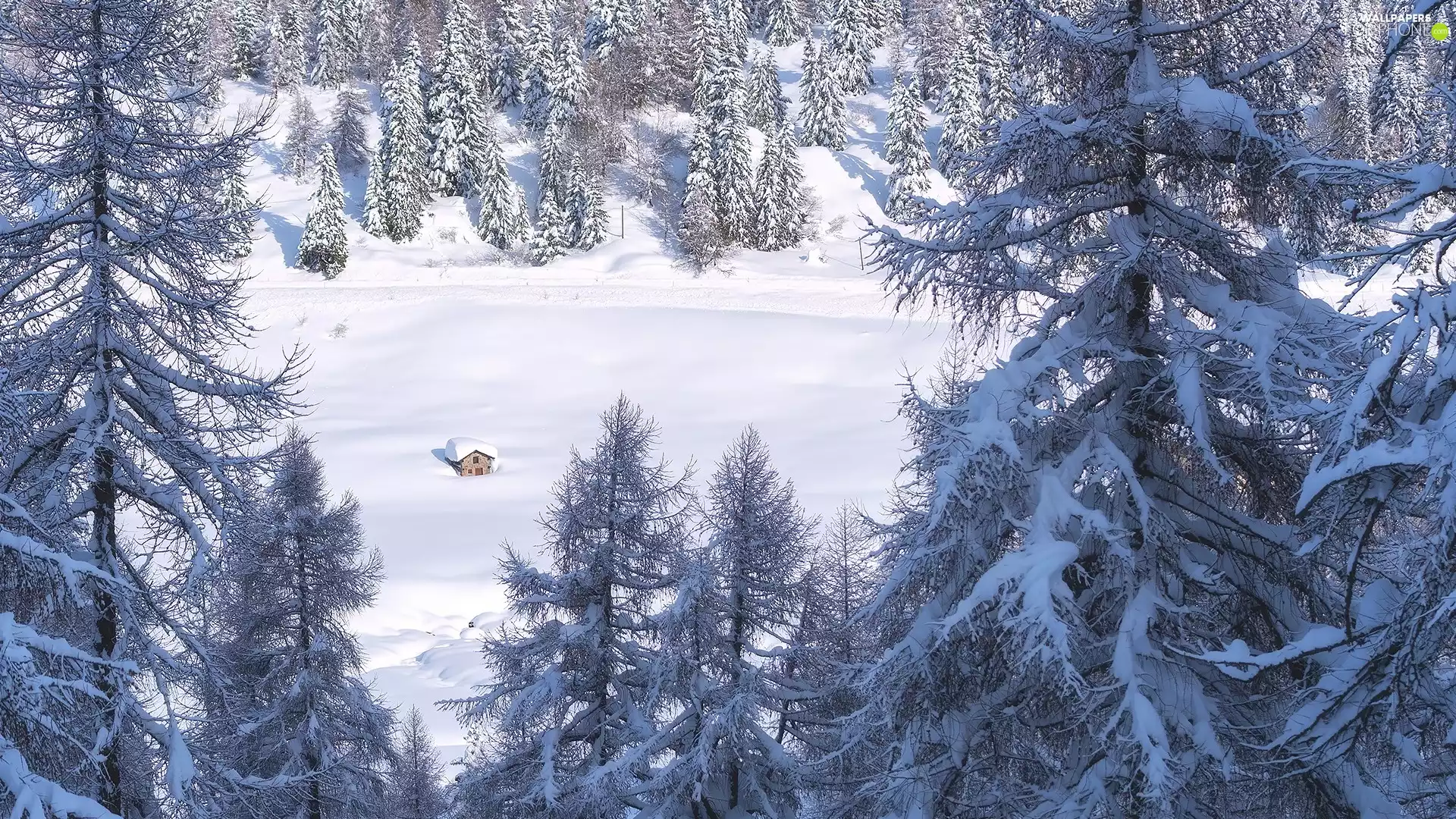 trees, forest, house, winter, viewes, Snowy