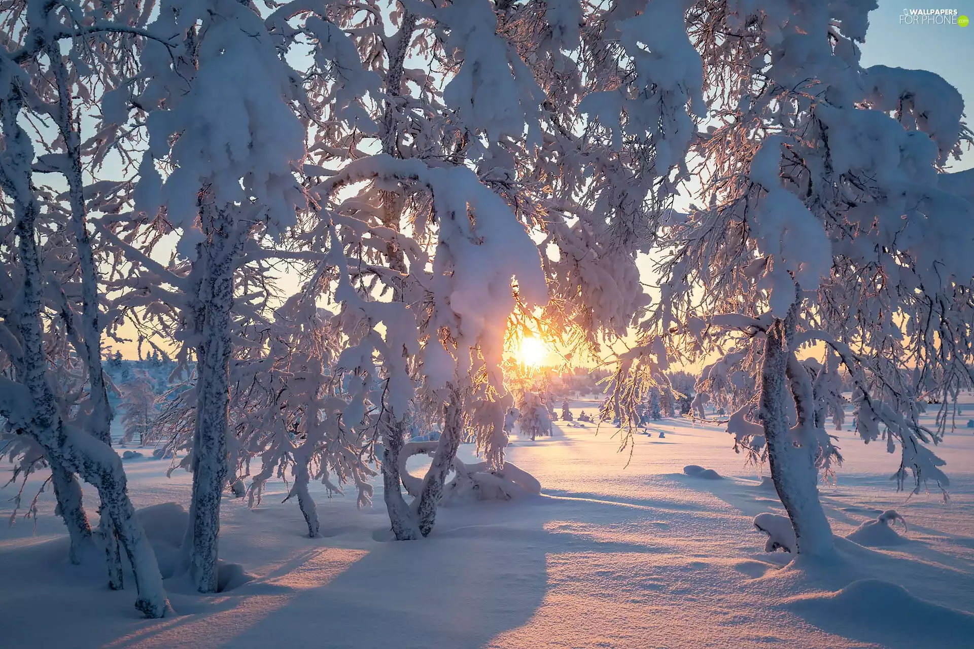 viewes, winter, Snowy, trees, Sunrise