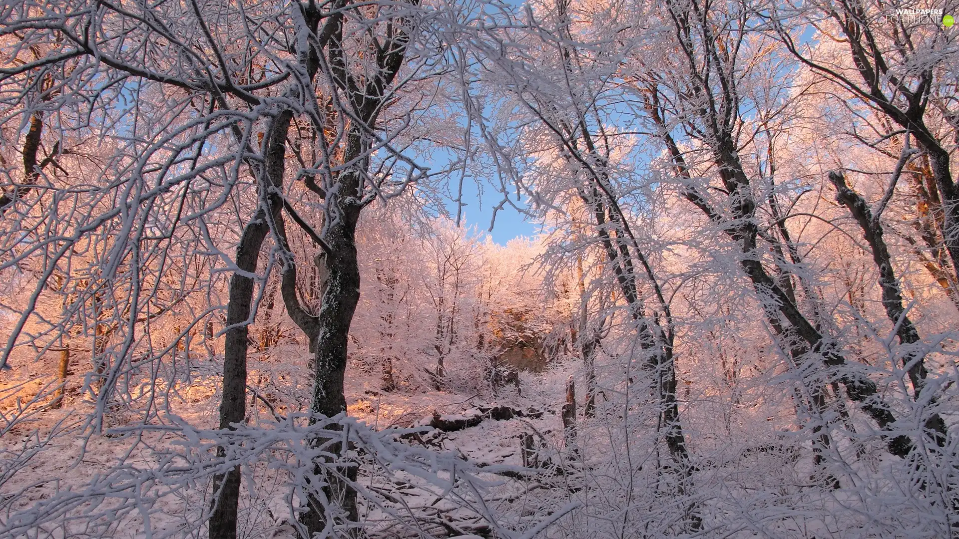 trees, forest, winter, viewes