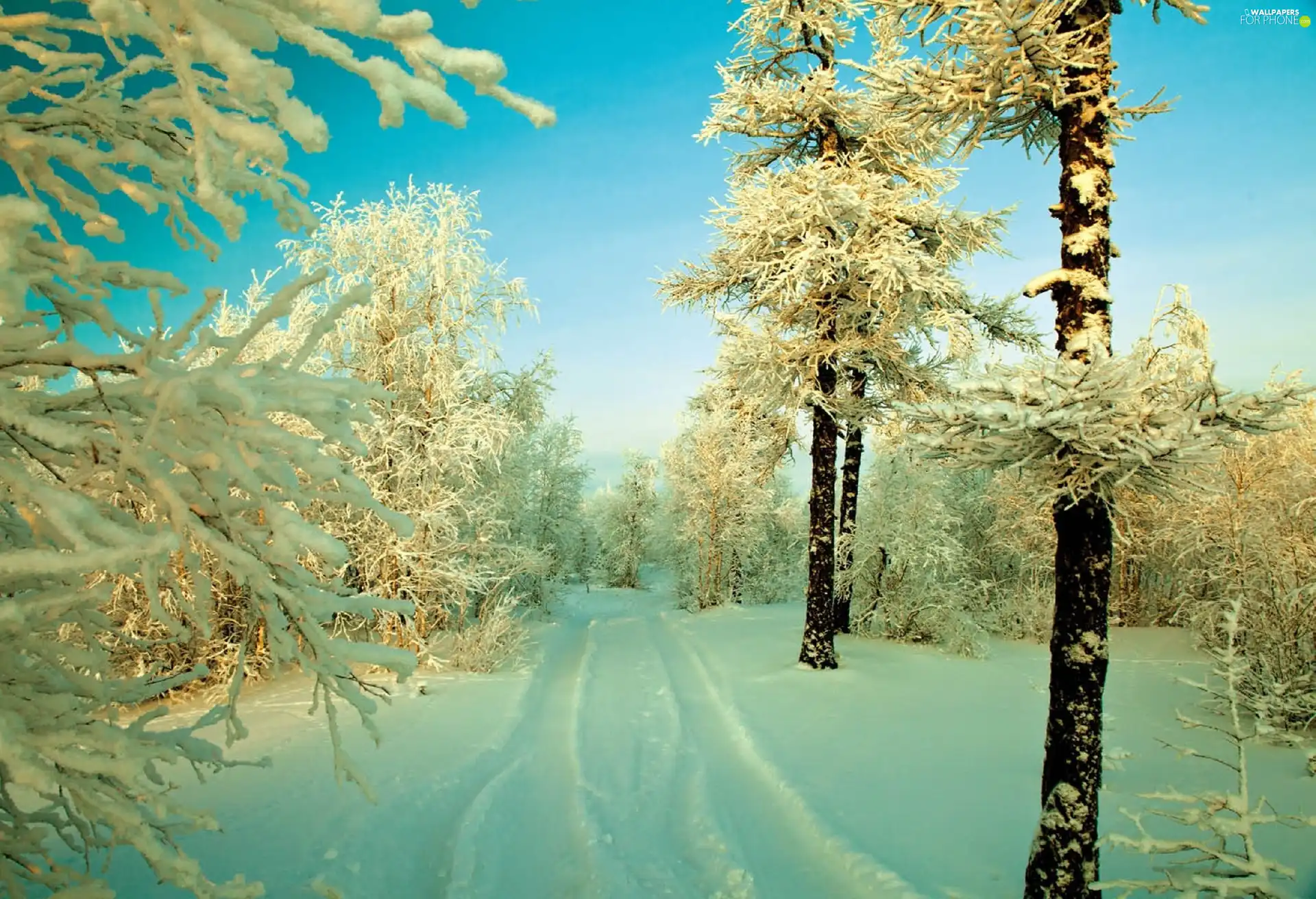 trees, snow, winter, viewes