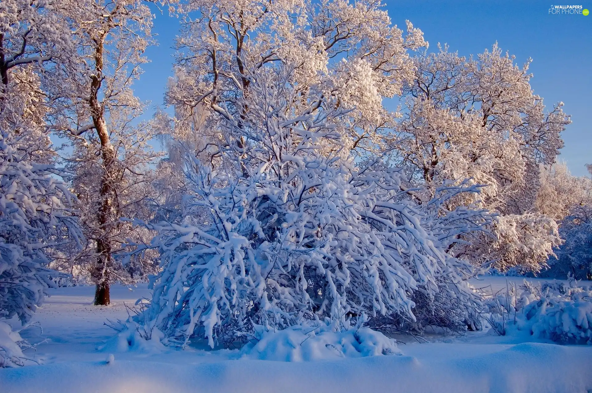 trees, snow, winter, viewes