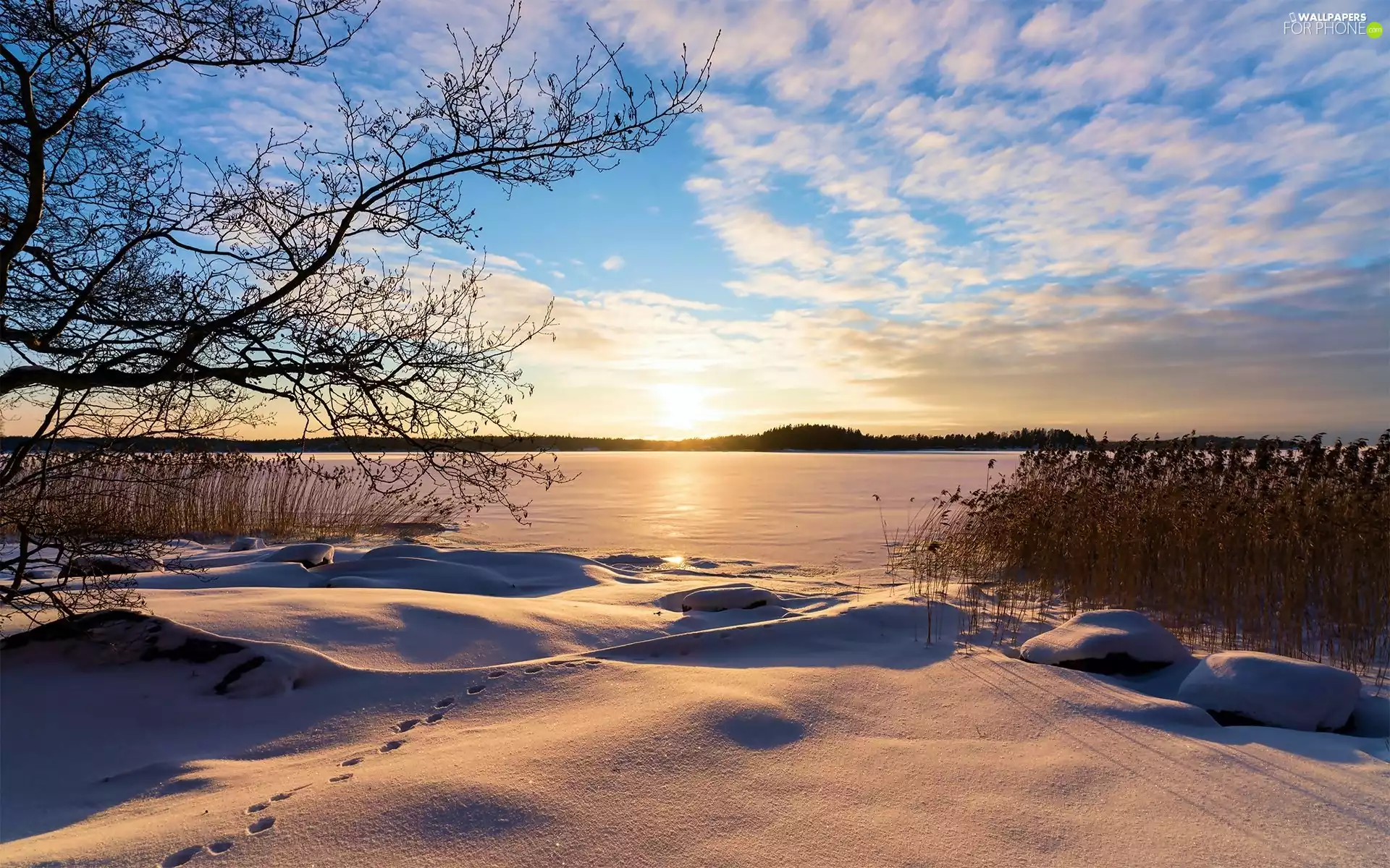 viewes, lake, Sunrise, winter, grass, trees
