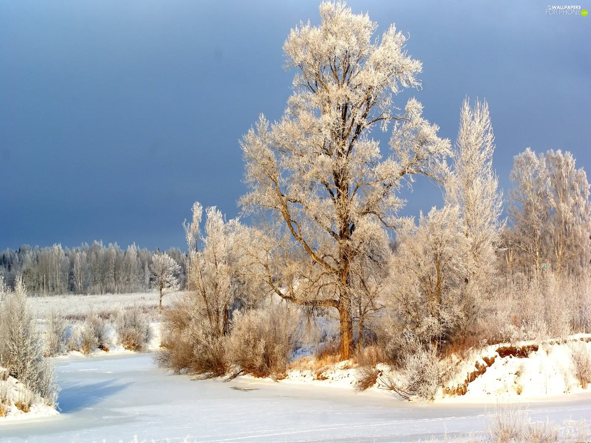 trees, Way, winter, viewes