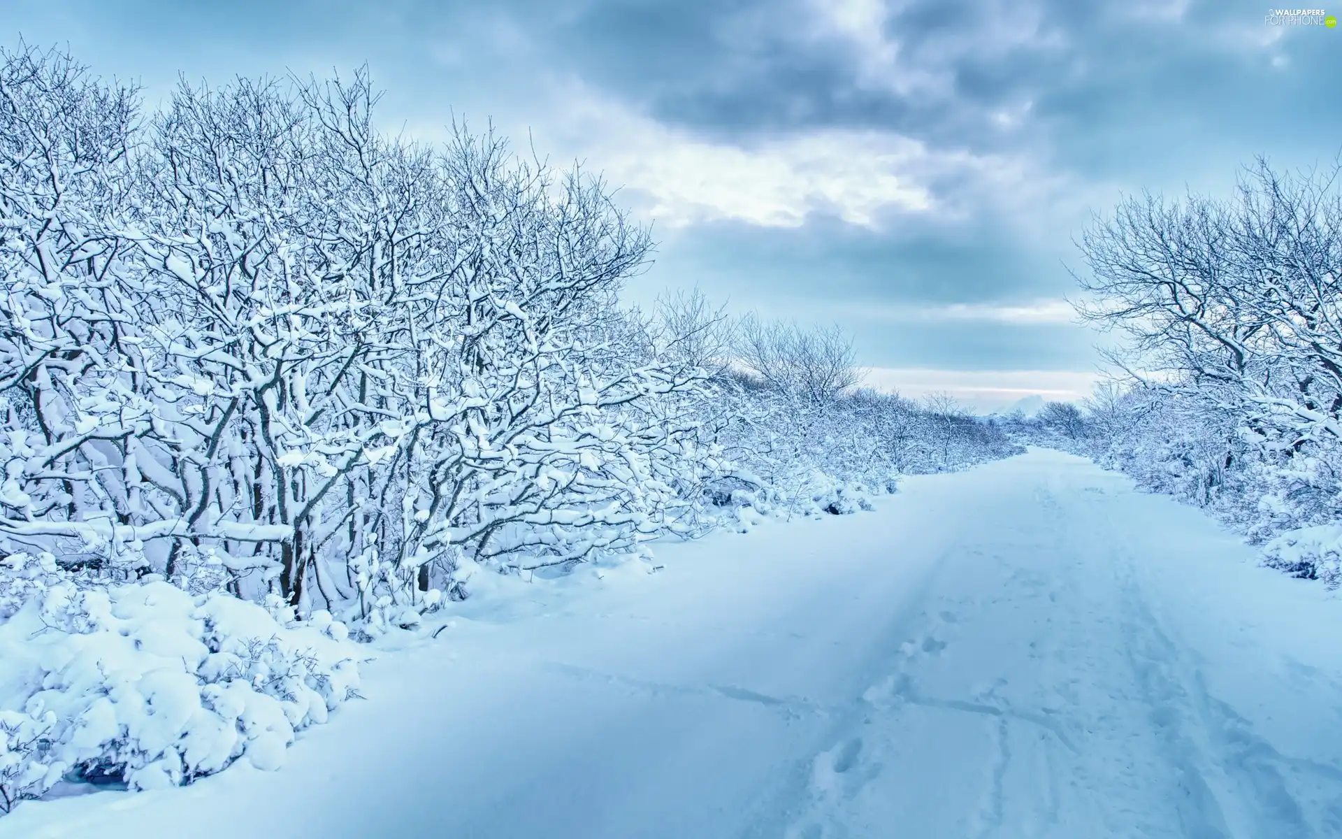 Way, viewes, winter, trees