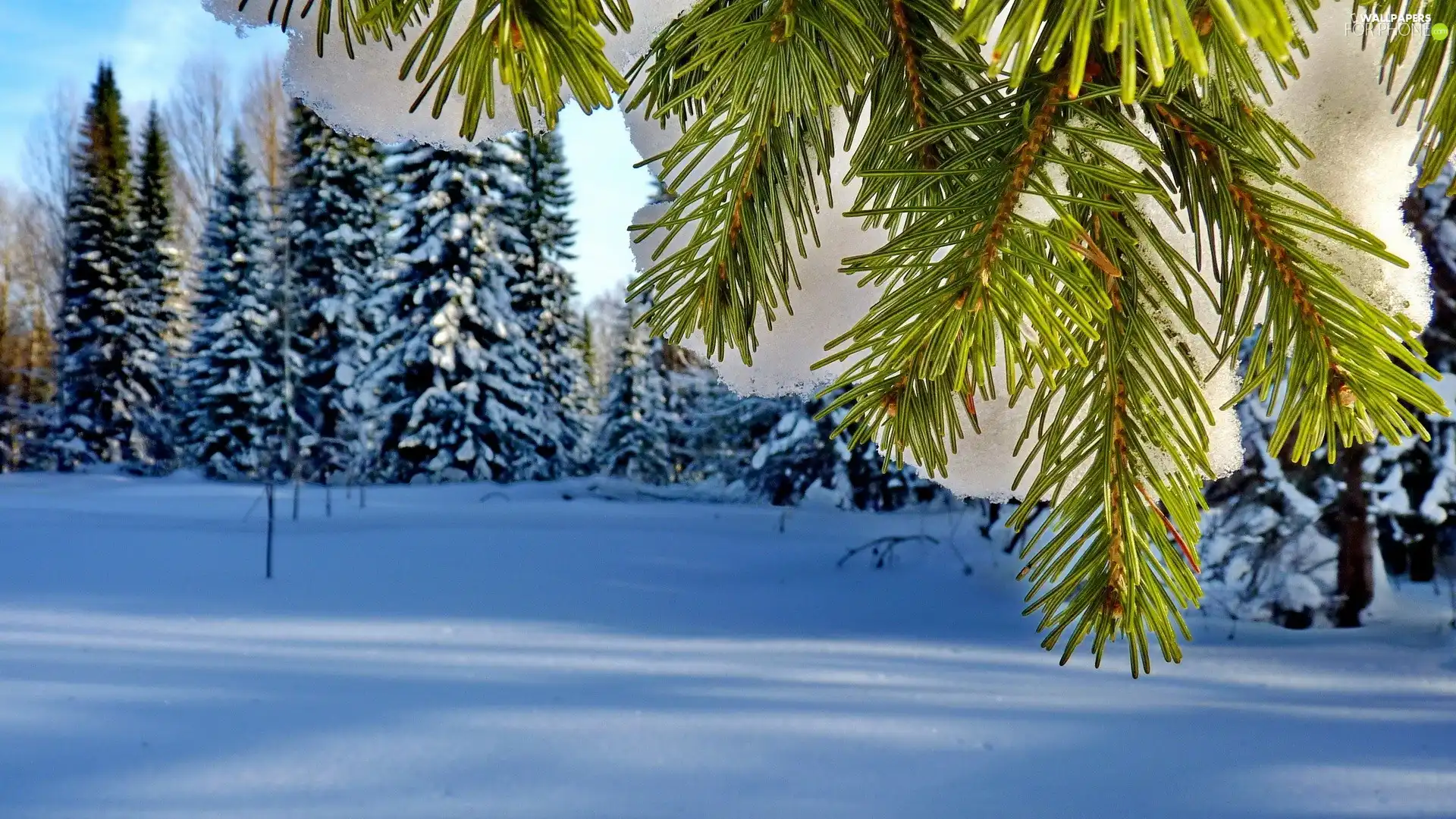 woods, trees, winter, Snowy