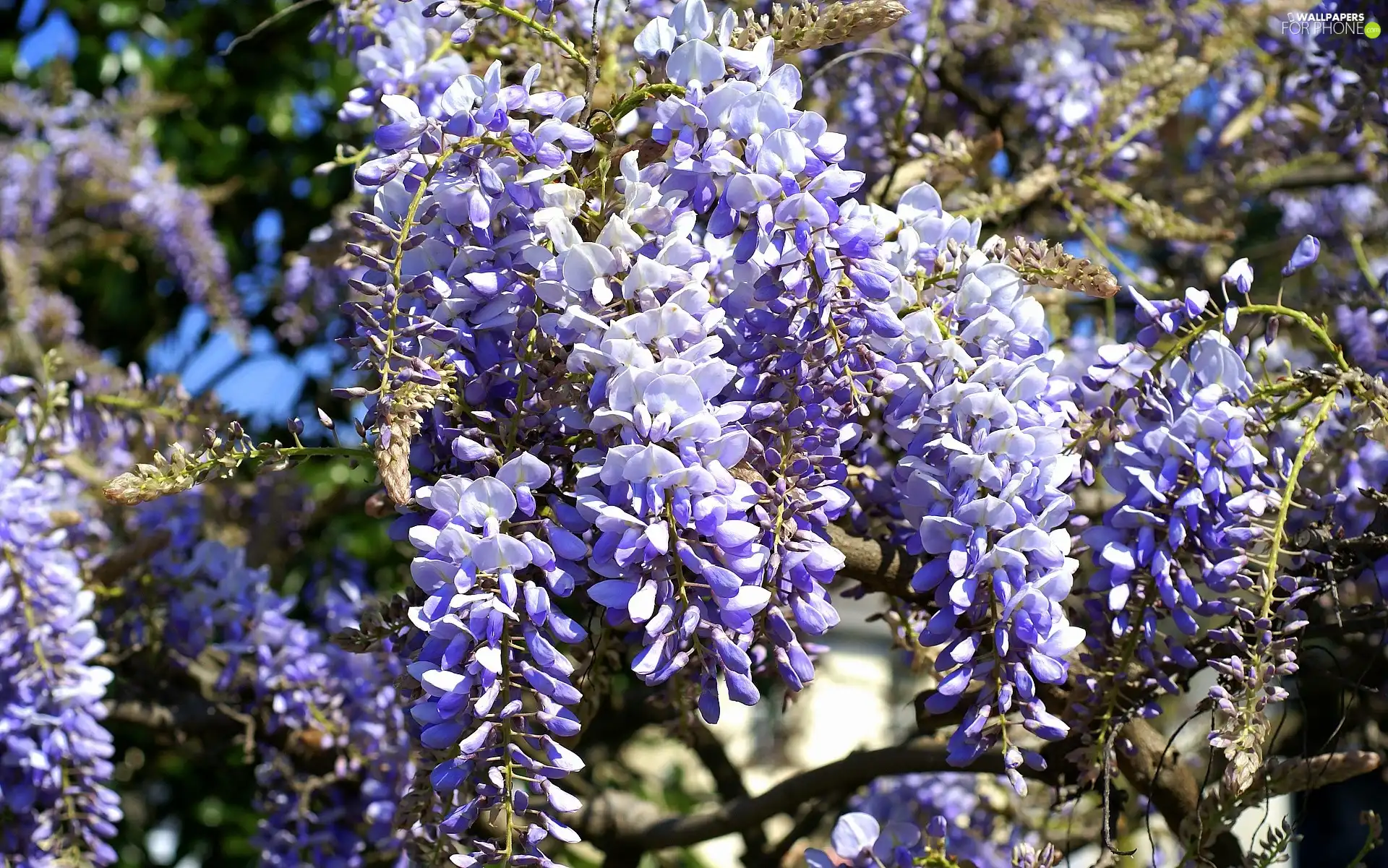 Wisteria, Blue, Flowers