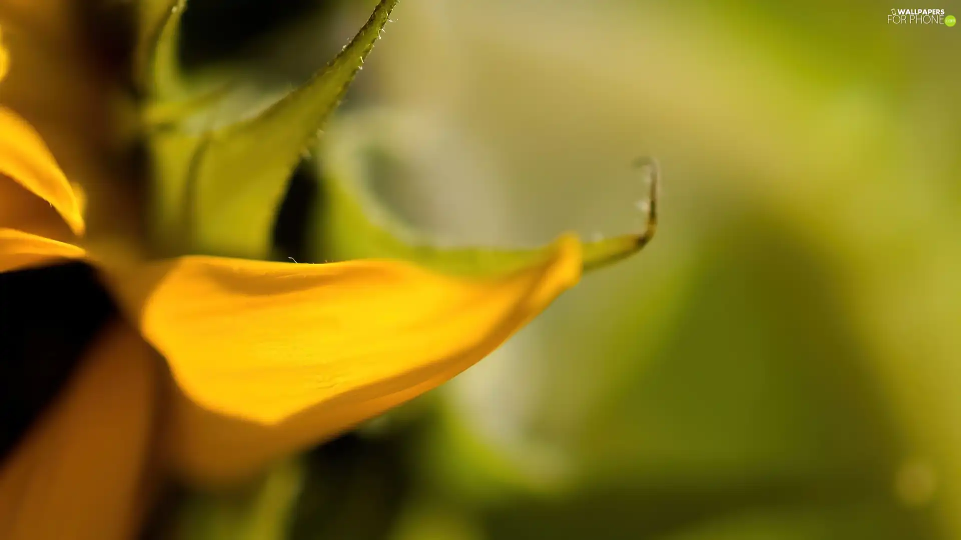 petal, withered