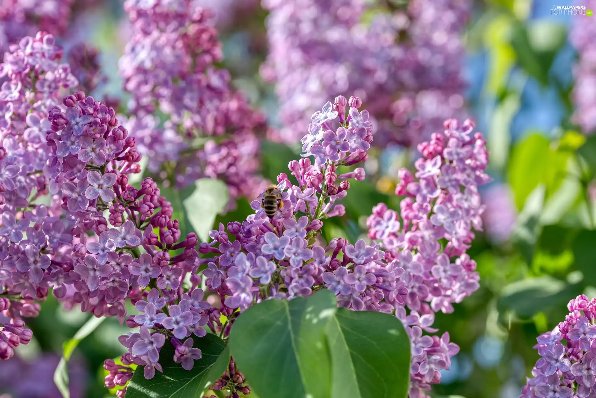 Flowers, Twigs, bee, without
