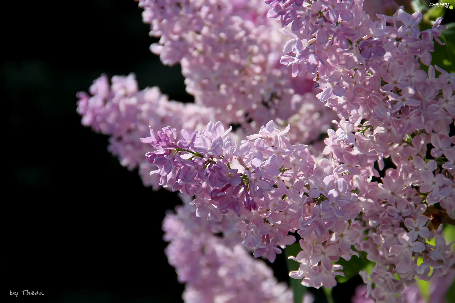 Violet, without