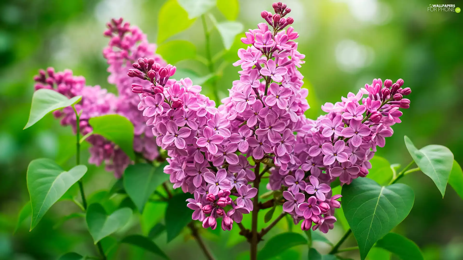Syringa, Leaf, flower, without, Light violet