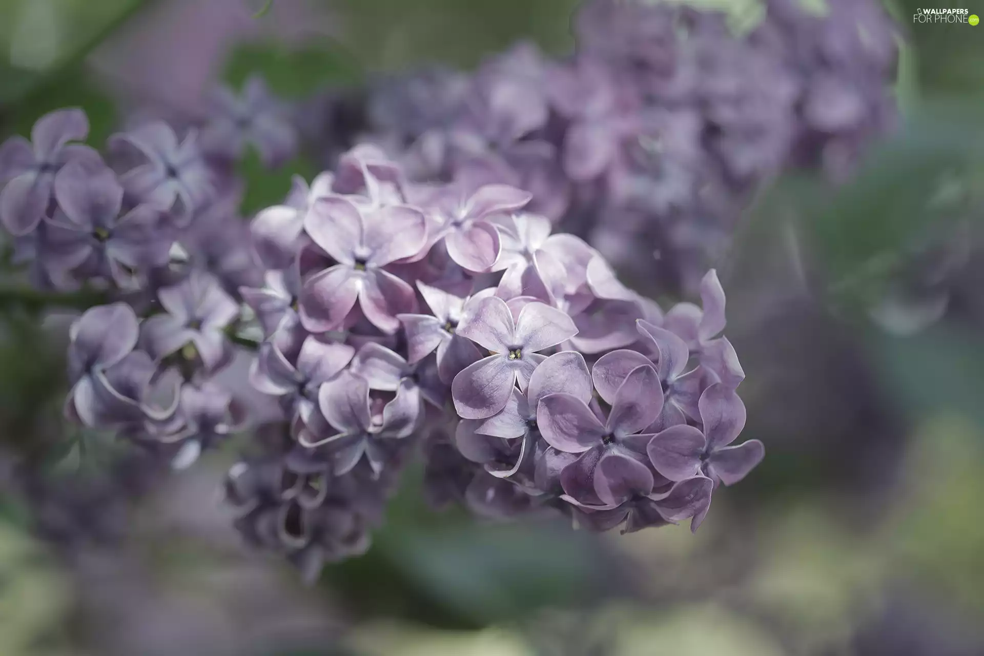 Violet, Flowers, twig, without