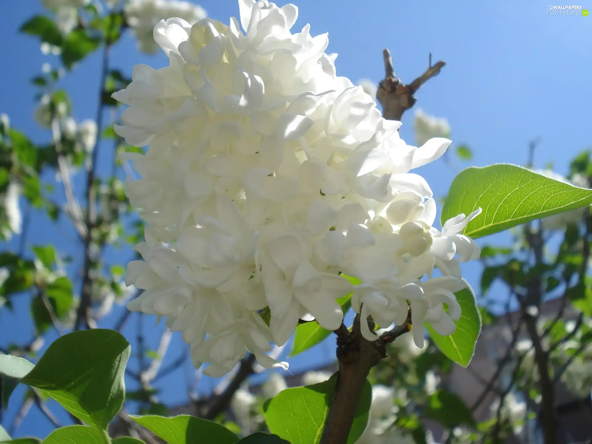 White, without